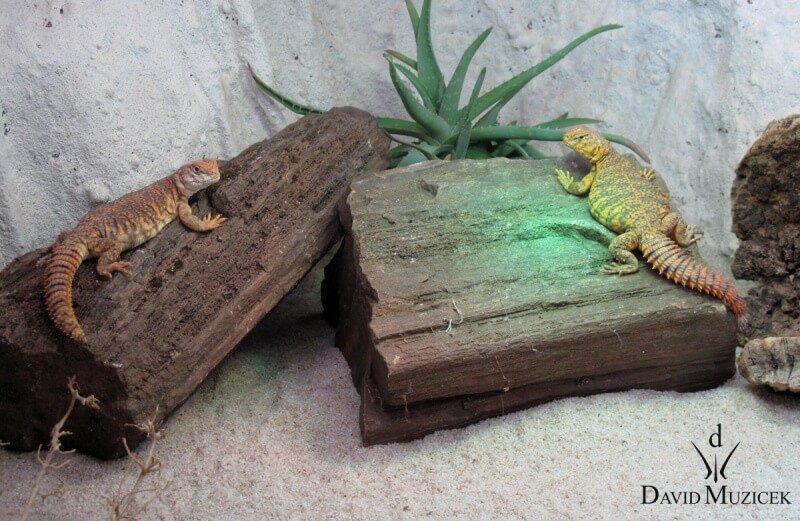 Uromastyx geyri (1)